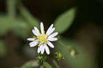 Common blue wood aster